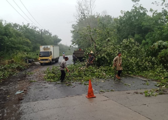 Hujan Deras Sebabkan Pohon Tumbang di Lingkar Selatan Lubuk Linggau, Polisi dan Warga Gotong Royong Bersihkan