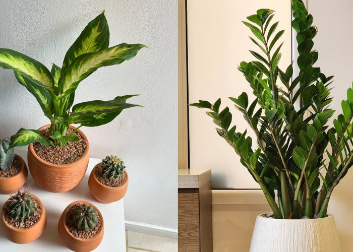 Inilah Tanaman Hias Indoor Mudah Dirawat Jadi Tren, Cocok untuk Ruang Tamu, Kamar dan Ruang Kerja