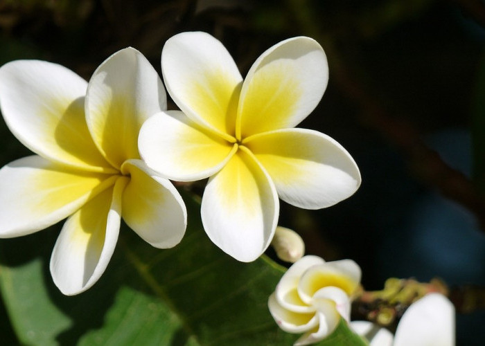 5 Khasiat Bunga Kamboja Bagi Kecantikan dan Kesehatan, untuk Wajah Cantik Alami