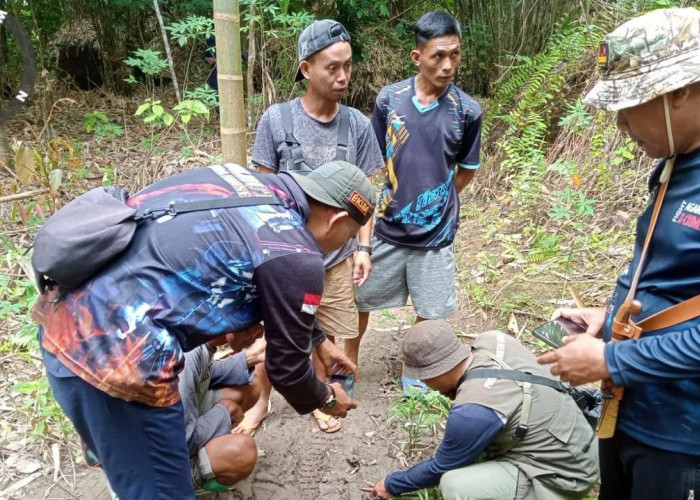 TNKS Adalah Habitat Harimau Sumatera, Warga Diminta Agar Tidak Beraktivitas di Kawasan