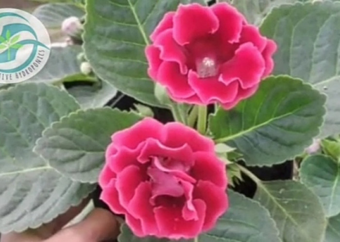 Tanaman Hias Bunga Violces ini Populer di Dunia, Bunga yang Cantik dengan Aneka Warna, Berikut Cara Menanamnya