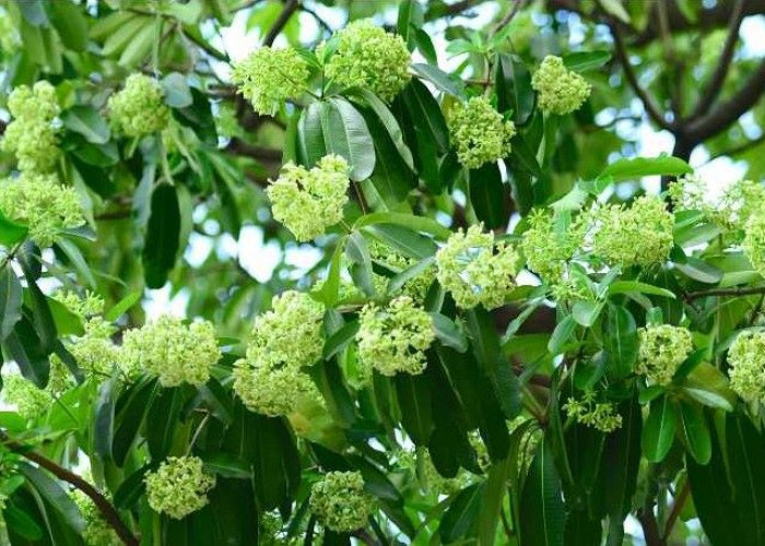 6 Fakta Bunga Pohon yang Sebabkan Aroma Melati Setiap Malam di Lubuk Linggau