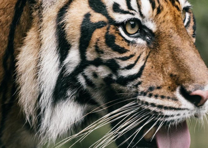 5 Keunikan Harimau Sumatera yang Hampir Terancam Punah