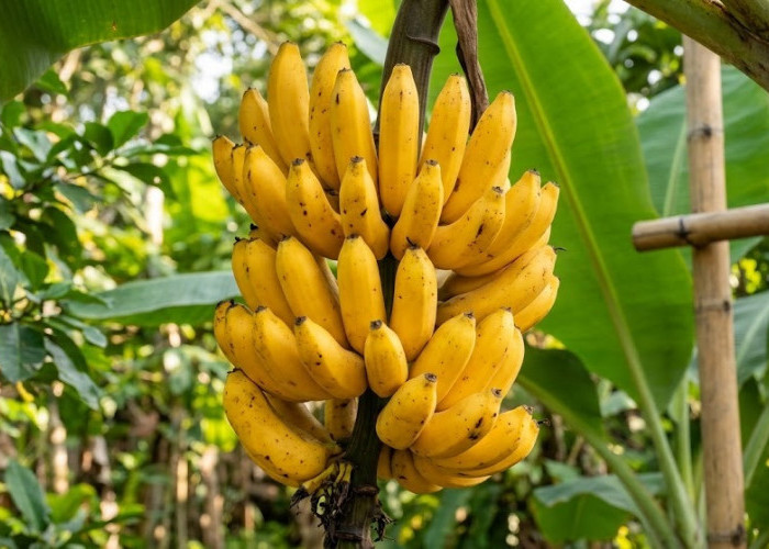 5 Manfaat Pisang untuk Kesehatan, Termasuk Menurunkan Risiko Batu Ginjal