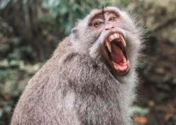 Teror Monyet Liar di Banten, Menggigit Bayi Hingga Usus Terburai