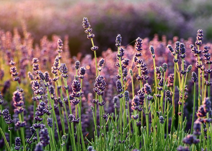 5 Manfaat Mengonsumsi Bunga Lavender yang Diolah Menjadi Teh, Sangat Luar Biasa bagi Kesehatan