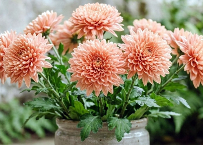 Ingin Rumah Lebih Estetik? Coba 5 Bunga Warna Peach Ini