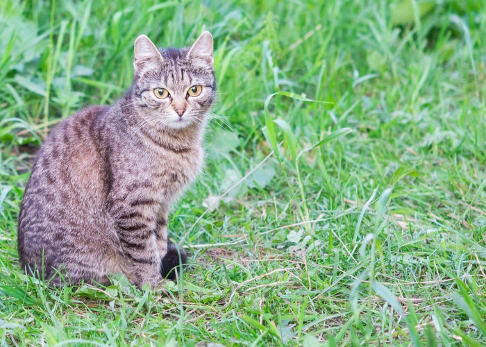 9 Cara Membuat Kucing Kampung Memiliki Bulu Lebat dan Gembul, Cat Lovers Catat!