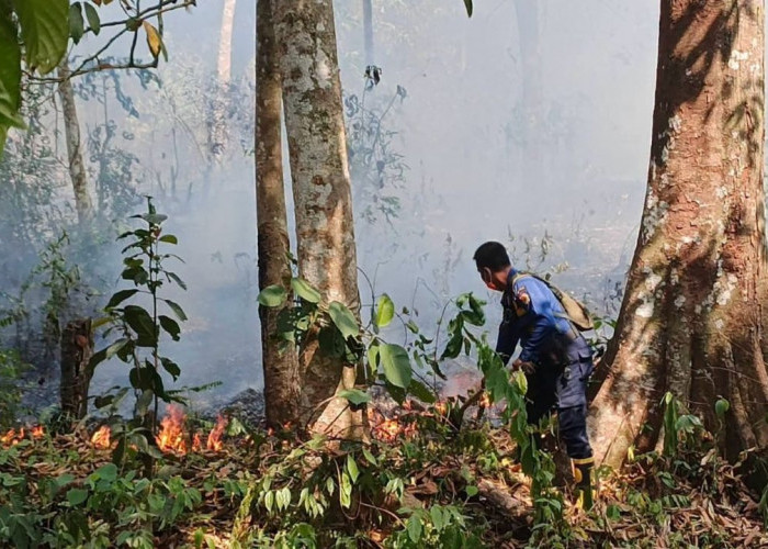 Viral Video Kebakaran Bukit Sulap Lubuk Linggau, Petugas: Bukan di TNKS, Tapi Kebun Warga