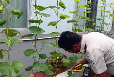 Komitmen Ketahanan Pangan, Giatja Lapas Narkotika Muara Beliti Lakukan Pemantauan Rutin