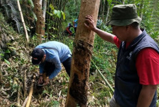 Ada Laporan Jejak Harimau di Ulu Rawas Musi Rawas Utara, BKSDA Belum Bisa Memastikan