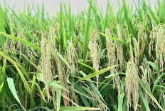 Musim Tanam di Musi Rawas Tiba, Begini Cara Memilih Benih Padi Yang Baik