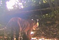 Ada Ratusan Harimau Sumatera di TNKS, Individu Baru Terus Bertambah