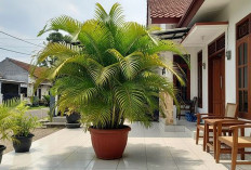 7 Tanaman Hias Outdoor di Teras Rumah yang Membawa Keberuntungan dan Rezeki, Adakah di Rumah Anda?