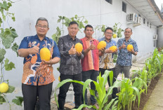 Panen Melon di Lapas Lubuk Linggau, Warga Binaan Isi Waktu dengan Kegiatan Positif