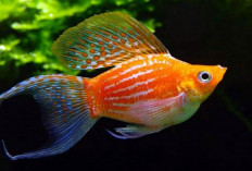Ikan Molly Kian Diminati, Begini Cara Perawatannya, Cek di Sini