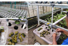 Lapas Narkotika Muara Beliti Dukung Ketahanan Pangan Lewat Pemeliharaan Sawi Hidroponik