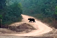 Soal Penampakan Beruang di Muratara, Keluar Hutan Cari Makan Saat Kemarau