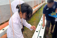 Dukung Ketahanan Pangan, Lapas Narkotika Muara Beliti Lakukan Kontrol Rutin Budidaya Melon Hidroponik