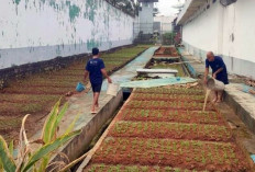 Dukung Ketahanan Pangan, Warga Binaan Lapas Narkotika Muara Beliti Tanam Kangkung