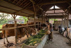 Bolehkah Qurban Idul Adha Patungan ? Begini Penjelasannya