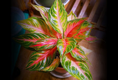 Tren Tanaman Indoor Meningkat, Ini Rekomendasi Tanaman Hias Cantik untuk Dalam Ruangan