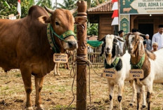 5 Syarat Hewan Qurban Idul Adha, Penting untuk Dipahami