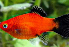 Ikan Platy, Si Warna-warni yang Cocok untuk Pemula dan Penggemar Akuarium