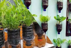 Hemat Air dan Ramah Lingkungan, Begini Cara Budidaya Kangkung Hidroponik dengan Botol Bekas