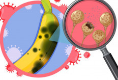 Apakah Virus Nipah Bisa Menular Lewat Makanan? Ini Cara Mencegahnya di Musim Hujan 2026