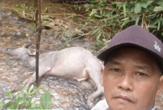 Sudah 13 Ekor Kerbau Warga Kuto Tanjung Muratara Mati Diterkam Harimau, Warga Minta Ditangkap