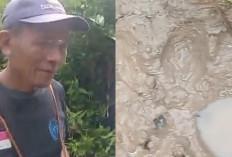 Warga Musi Rawas Temukan Jejak Diduga Harimau di Jalan ke Kebun, ini Kata TNKS