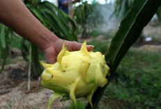 Dari Banyuwangi ke Pasar Lebih Luas, Petani Buah Naga Naik Kelas Berkat Program Klasterku Hidupku BRI