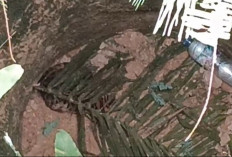 Viral Anak Harimau Masuk Sumur di Muratara, Ternyata Kucing Hutan, Sudah Diselamatkan