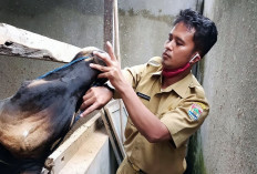 Jelang Idul Adha 2026, Lubuk Linggau Tingkatkan Pengawasan PMK Sapi Kurban dan Wajibkan SKKH