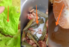 Viral Video Cacing di Sayur Program MBG Musi Rawas, Warga 2 Desa Tolak Makan Bergizi Gratis