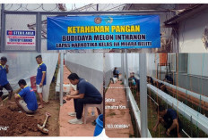 Dukung Program Aksi Kemenimipas, Lapas Narkotika Muara Beliti Manfaatkan Lahan untuk Budidaya Melon Belanda