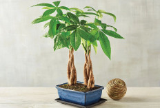 Rumah Terasa Lebih Hoki, Inilah 11 Tanaman Hias Pembawa Keberuntungan di 2026