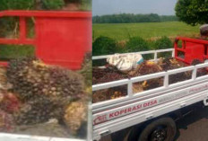 Heboh Informasi, Motor Roda 3 Koperasi Merah Putih Dipakai Oknum Kades Panen Sawit