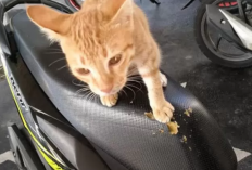 Tips Mencegah Jok Motor Dicakar Kucing, Salah Satunya Gunakan Cover 