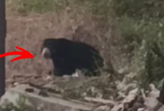 Heboh, Beruang Muncul di Kebun Warga Lubuk Binjai Lubuk Linggau