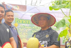 Melon Kembali Berbuah, Lapas Narkotika Muara Beliti Petik Hasil Panen Kedua