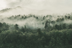Begini Prosedur Resmi Beli Hutan Sesuai Regulasi Indonesia, Terkait Usul Patungan Beli Hutan