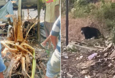 Petani Resah, Beruang Masih Berkeliaran di Kebun Warga Lubuk Binjai Lubuk Linggau