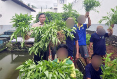 Lapas Narkotika Muara Beliti Panen Kangkung, Wujud Pembinaan Kemandirian WBP