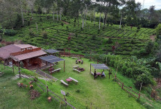 Kampung Koboi Tugu Selatan, Wujud Transformasi Desa Berbasis Potensi Lokal dalam Program Desa BRILiaN