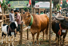 Mau Bisa Qurban Idul Adha 2026? Ini Tips Siapkan Dananya