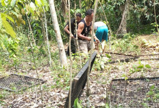 BKSDA Pasang Perangkap, Beruang yang Berkeliaran di Lubuk Binjai Lubuk Linggau Belum Tertangkap