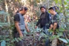 Warga Sementara Diminta Tidak ke Kebun, Ini Lokasi Warga Sukakarya Musi Rawas Diserang Beruang