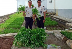 Panen Kangkung Berkala, Lapas Narkotika Muara Beliti Wujudkan Kemandirian Warga Binaan